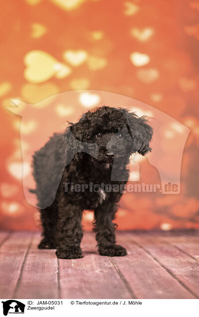 Zwergpudel / Miniature Poodle / JAM-05031