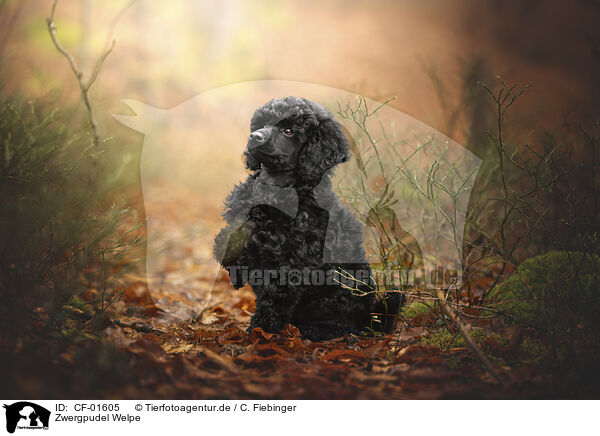 Zwergpudel Welpe / Miniature Poodle Puppy / CF-01605