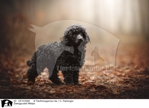 Zwergpudel Welpe / Miniature Poodle Puppy / CF-01606