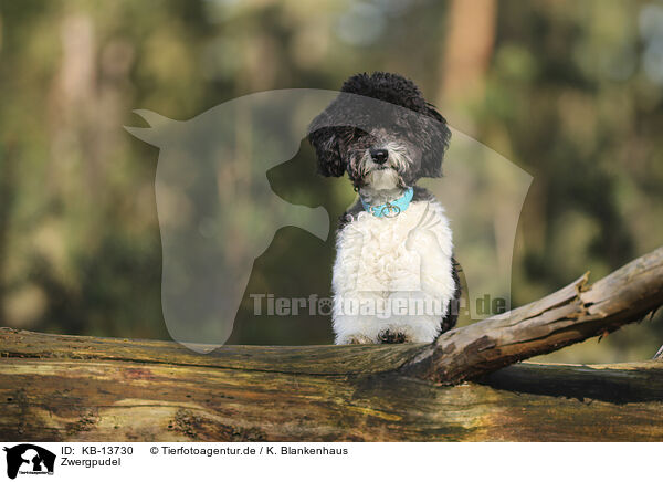 Zwergpudel / Miniature Poodle / KB-13730
