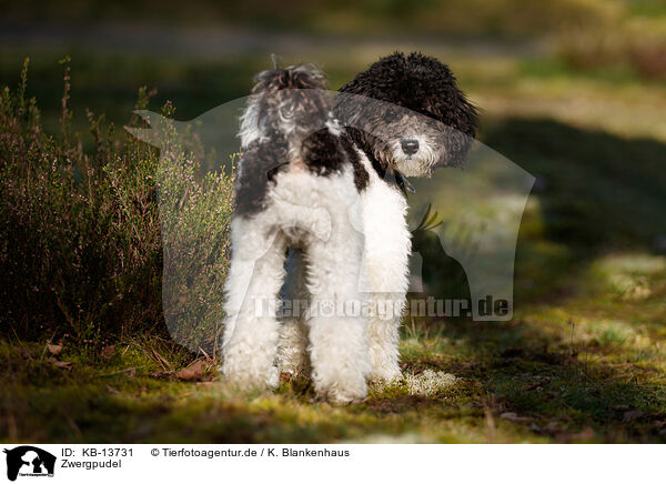 Zwergpudel / Miniature Poodle / KB-13731