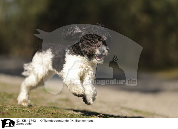 Zwergpudel / Miniature Poodle / KB-13742
