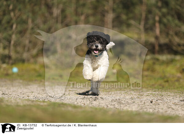 Zwergpudel / Miniature Poodle / KB-13752