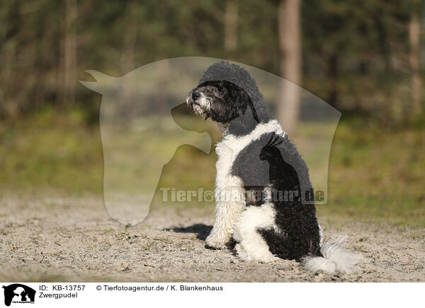 Zwergpudel / Miniature Poodle / KB-13757