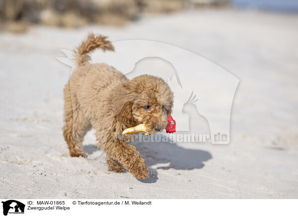 Zwergpudel Welpe / Toy Poodle Puppy / MAW-01865