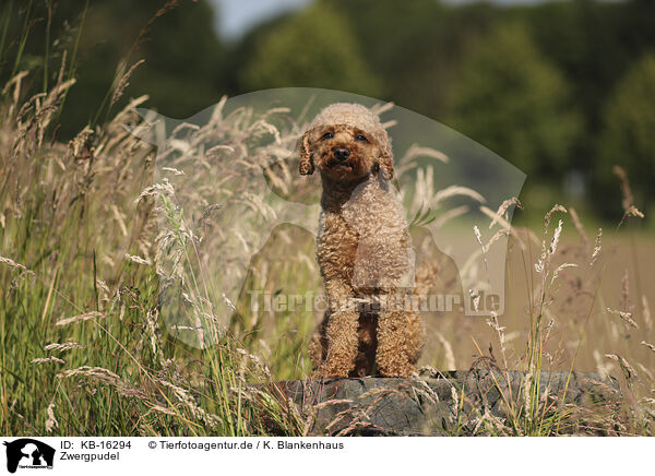 Zwergpudel / Miniature Poodle / KB-16294