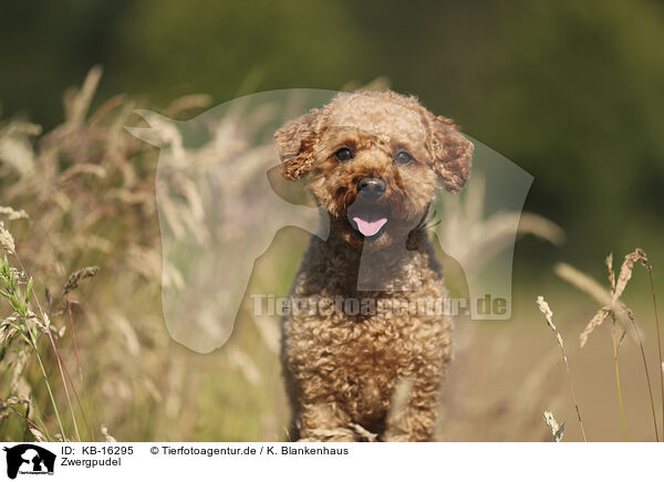 Zwergpudel / Miniature Poodle / KB-16295