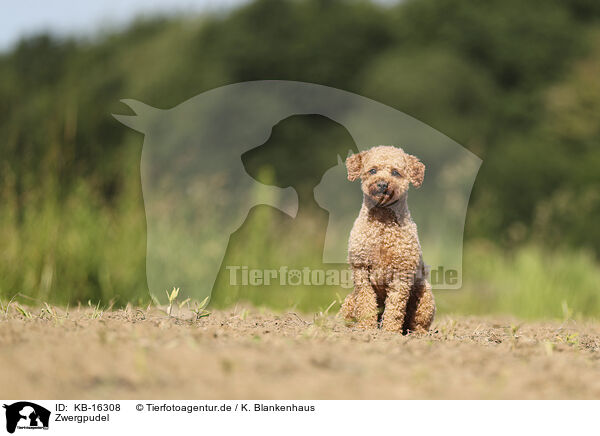 Zwergpudel / Miniature Poodle / KB-16308