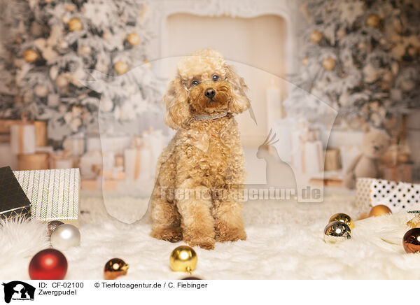 Zwergpudel / Miniature Poodle / CF-02100