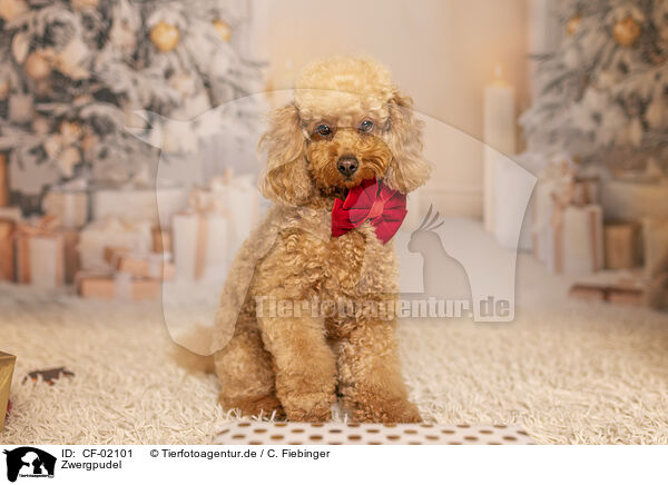 Zwergpudel / Miniature Poodle / CF-02101