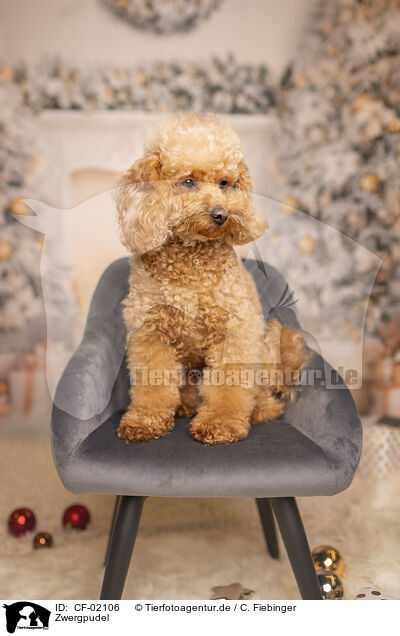Zwergpudel / Miniature Poodle / CF-02106