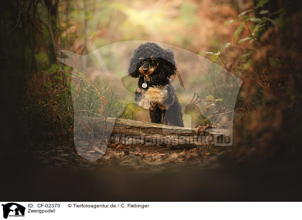 Zwergpudel / Miniature Poodle / CF-02370