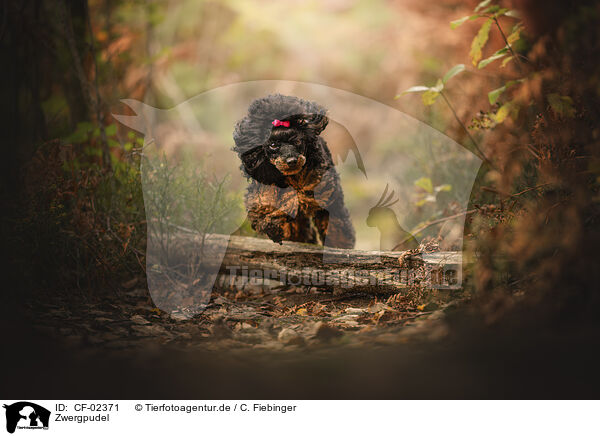 Zwergpudel / Miniature Poodle / CF-02371