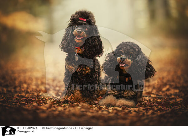Zwergpudel / Miniature Poodle / CF-02374