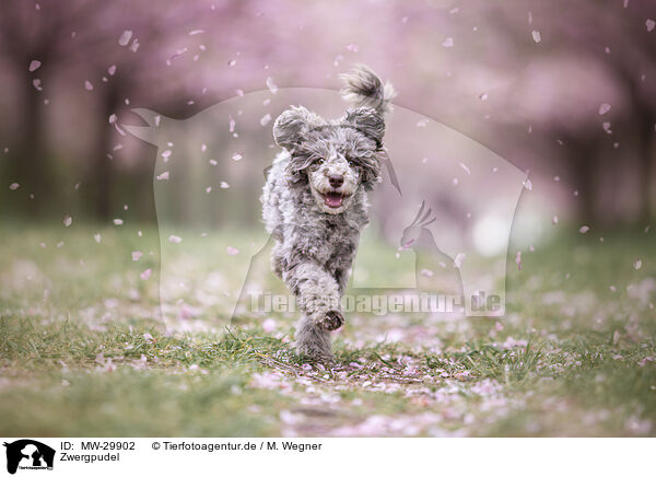 Zwergpudel / Toy poodle / MW-29902