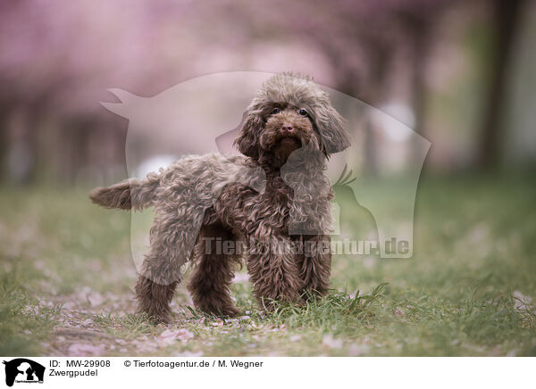 Zwergpudel / Toy poodle / MW-29908
