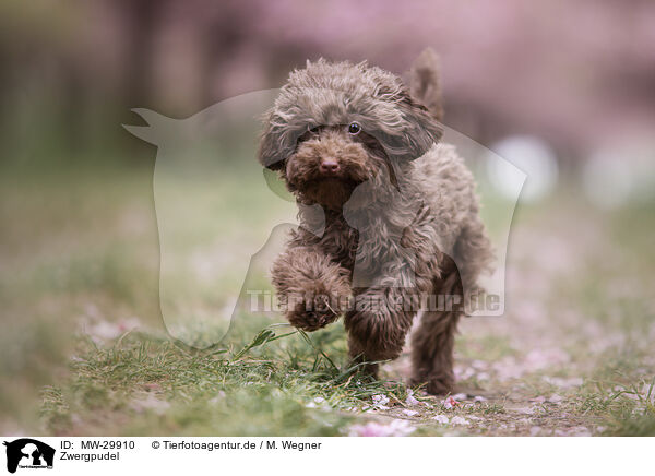 Zwergpudel / Toy poodle / MW-29910
