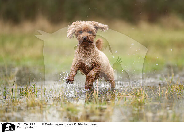 Zwergpudel / Miniature Poodle / KB-17921