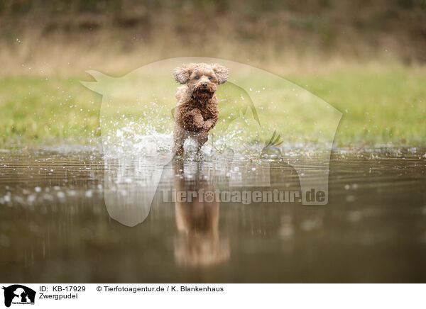 Zwergpudel / Miniature Poodle / KB-17929