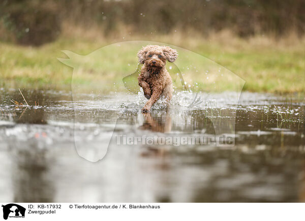 Zwergpudel / Miniature Poodle / KB-17932
