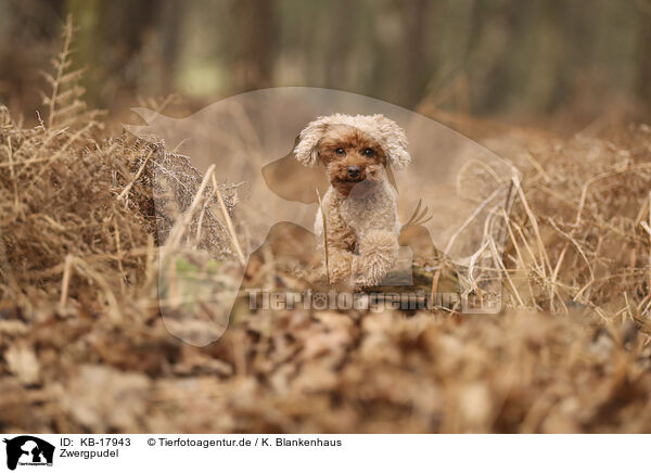 Zwergpudel / Miniature Poodle / KB-17943