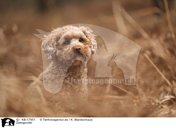 Zwergpudel / Miniature Poodle / KB-17951