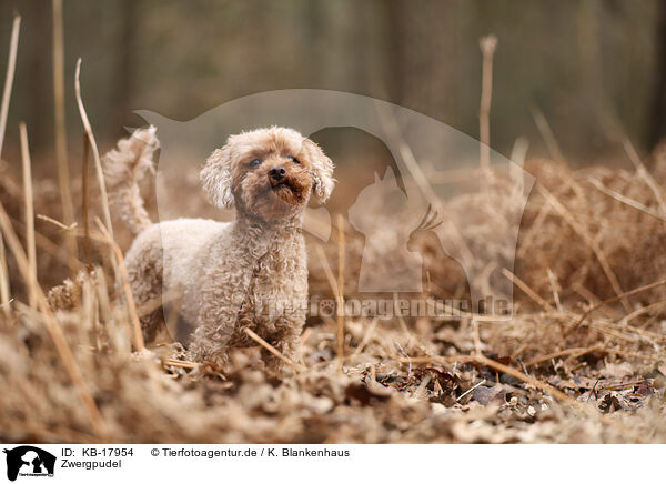 Zwergpudel / Miniature Poodle / KB-17954