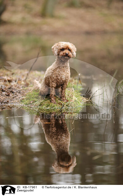 Zwergpudel / Miniature Poodle / KB-17961