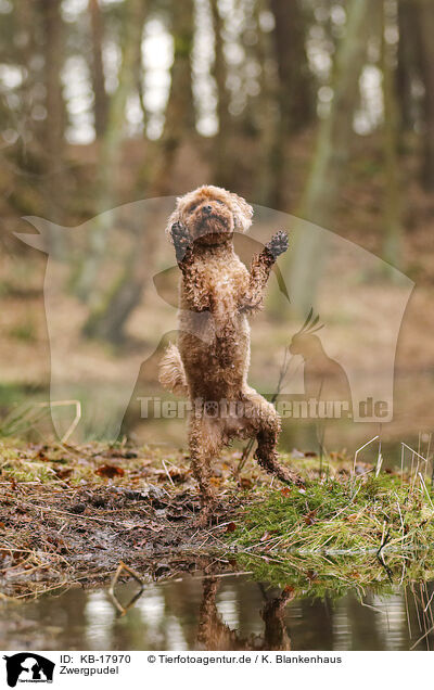 Zwergpudel / Miniature Poodle / KB-17970