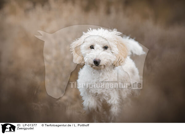 Zwergpudel / Miniature Poodle / LP-01377