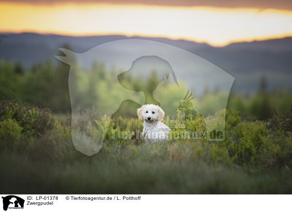 Zwergpudel / Miniature Poodle / LP-01378