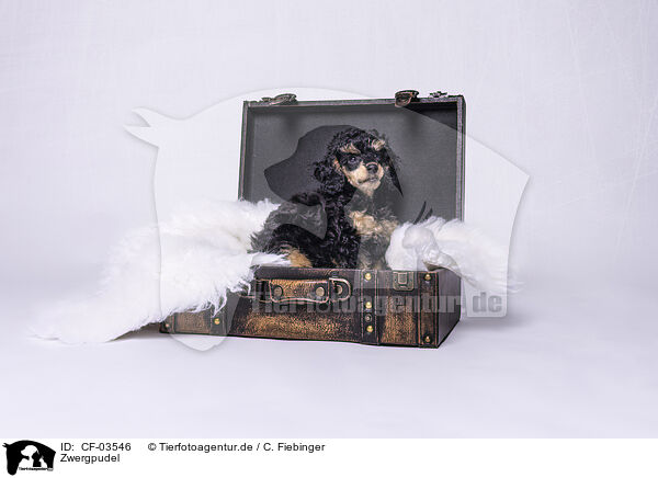 Zwergpudel / Miniature Poodle / CF-03546
