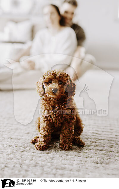 Zwergpudel / miniature poodle / NP-03786