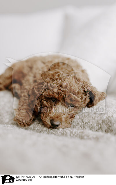 Zwergpudel / miniature poodle / NP-03800