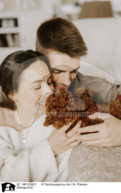 Zwergpudel / miniature poodle / NP-03801