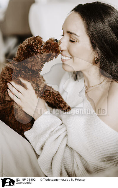 Zwergpudel / miniature poodle / NP-03802