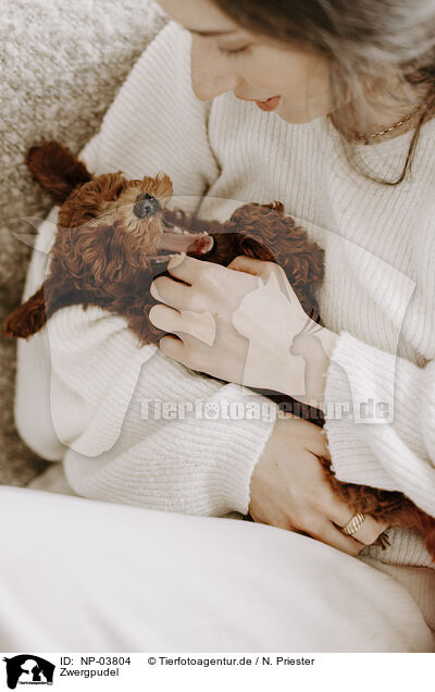 Zwergpudel / miniature poodle / NP-03804