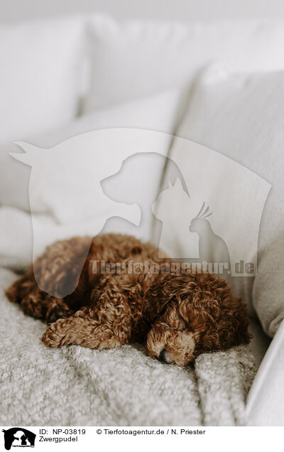 Zwergpudel / miniature poodle / NP-03819