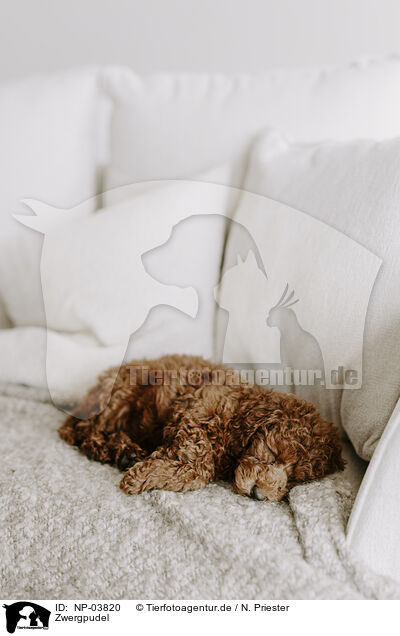 Zwergpudel / miniature poodle / NP-03820