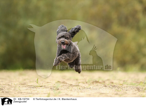 Zwergpudel / Miniature Poodle / KB-19754