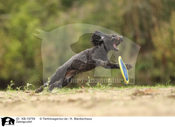 Zwergpudel / Miniature Poodle / KB-19759