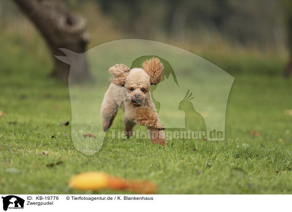 Zwergpudel / Miniature Poodle / KB-19776