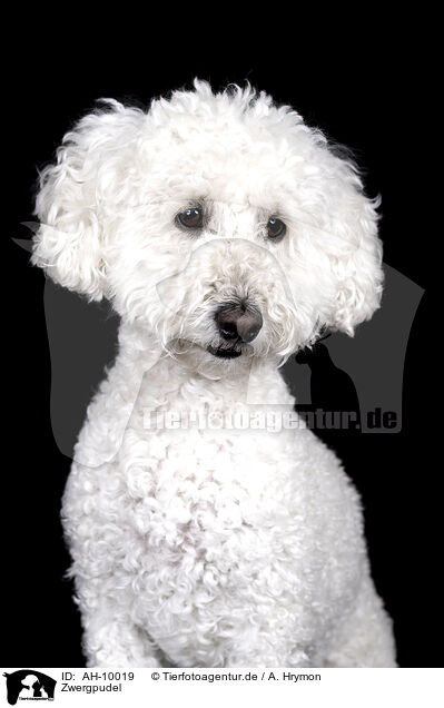 Zwergpudel / Miniature Poodle / AH-10019