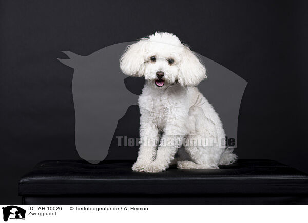 Zwergpudel / Miniature Poodle / AH-10026
