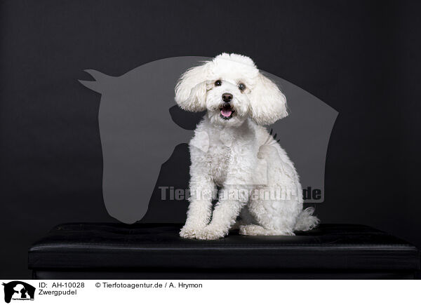 Zwergpudel / Miniature Poodle / AH-10028