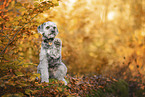 Zwergpudel im Herbst