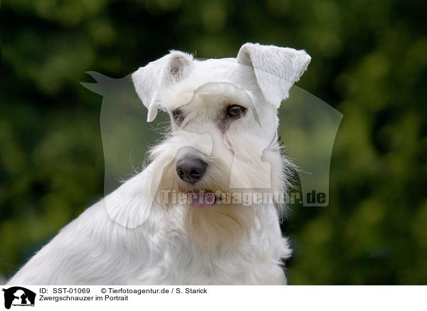 Zwergschnauzer im Portrait / SST-01069