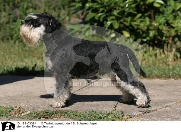 stehender Zwergschnauzer / SS-03384