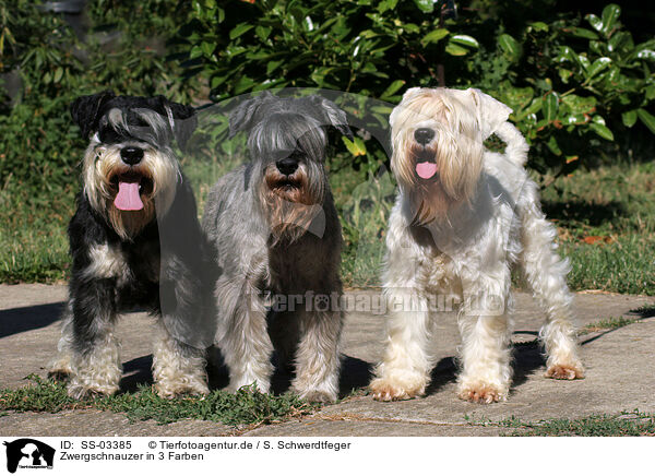 Zwergschnauzer in 3 Farben / miniature schnauzer in 3 colors / SS-03385