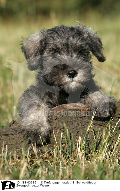 Zwergschnauzer Welpe / SS-03389